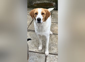 Laola, geb. ca. 05/2024, lebt in GRIECHENLAND, auf einem Gelände, auf dem die Hunde notdürftig verso