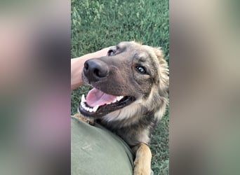 MAX - Traumhund sucht Traumzuhause