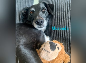 Macondo 04/2020 (in Deutschland) - treuer und liebevoller Labrador-Mix!