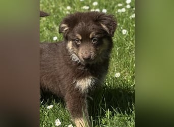 Tolle Australian Shepherd Welpen suchen Ihre Herzenfank