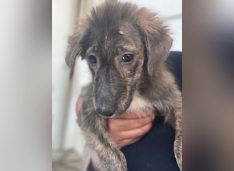 Kaya, geb. ca. 05/2025, lebt in GRIECHENLAND, im städt. Tierheim Serres