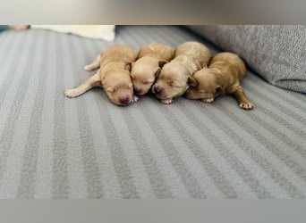 Wunderschöne Maltipoo Welpen!!! (Malteser/Zwergpudel)