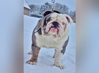 english Bulldogwelpen (Rarität!!)