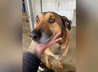 RAMBO sucht liebevolles Zuhause