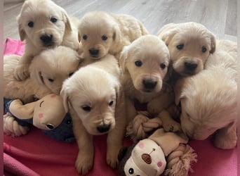 Golden Retriever Welpen abzugeben