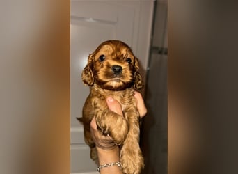 Cockapoo. F1 American Wurfankündigung Mai 2025