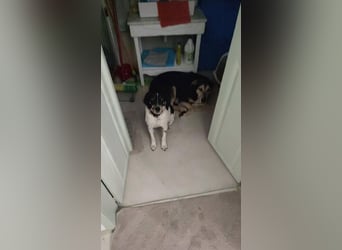 Benny sucht seine aktiven Menschen