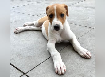 Ungarischer Windhund - Magyar Agar Welpen