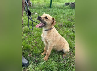 Jago, geboren 15.07.2024, 45cm sucht sein Glück