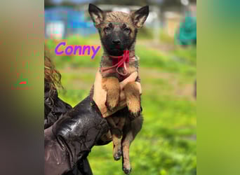 Conny 11/2024 (ESP) - lebensfrohe Malinois-Schäferhund-Mix Welpin!