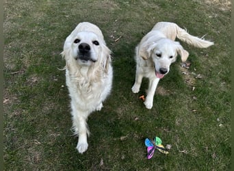 Golden Retriever Welpen vom Züchter – liebevoll & familiär aufgezogen