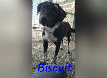 Biscuit geb. 08/2024 (GRC) - verspielter und verschmuster, ausgeglichener Junghund!