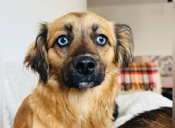 Verspieltes, freundliches, katzenverträgliches kleinbleibendes Hündinnen-Doppel / noch in Rumänien