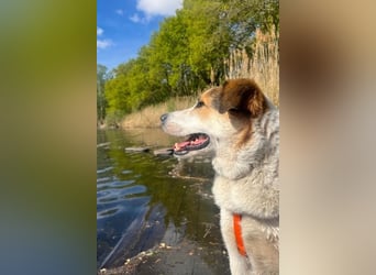 Sharky - Großer gemütlicher Bär sucht Familie zum Liebhaben (47839 Krefeld)