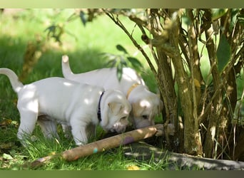 Shar-Pei x Labrador Mix Welpe Frenchy stellt sich vor......