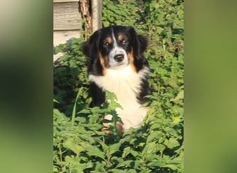 Traumhafte Miniature Australian Shepherd Junghunde ohne Abstammungsnacchweis.