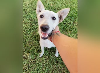 Ambra – Karrierecoaching in Familienhundekunde dringend gesucht!