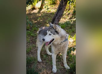 Chip-Nr. 2279997 - der freundliche junge Mann mag Menschen + Hunde und sucht ein tolles Zuhause