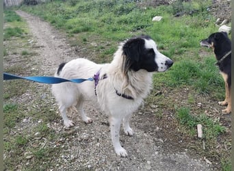 Jenna sucht Zuhause mit Herz