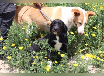Kalle, Mix Podengo / Labrador, lieb und verträglich