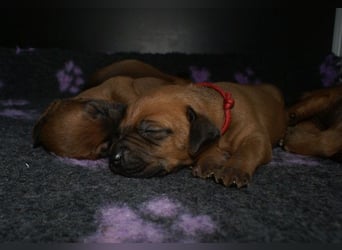 wunderschöne Rhodesian Ridgeback Welpen ! ! ! absolut vitale und einwandfreie kleine Engel
