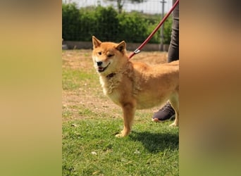 Skyla-Snapszi PP - Liebe Hündin auf der Suche nach ihrem Glück