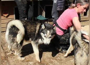 ♥SCARLETT♥ total verschmuste und menschenbezogene Frohnatur - eine echte Husky-Mix-Traumhündin 52 cm