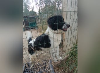 Nilo : “ Wann geht’s los mit dem Familienhundedasein?“