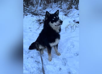 Bezaubernder Tierschutzhund Artek❤️sucht Pflege- oder Endstelle in liebevollem Zuhause