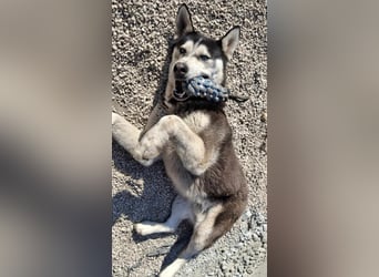 Mex, 2 Jahre jung, 55 cm, möchte viel erleben