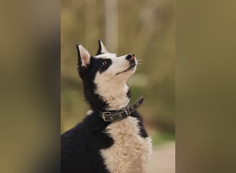 Lebensfroher Chico sucht sein Zuhause