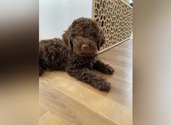 Lagotto Romagnolo / Wasserhund/ Trüffel Suchhund