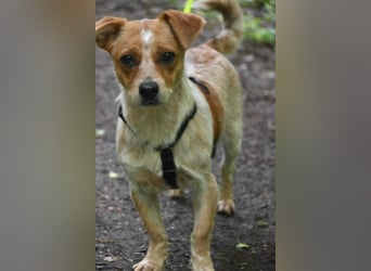 Kleine Zaubermaus Amali(1 Jahr/35 cm/9 kg) sucht liebevolles Zuhause