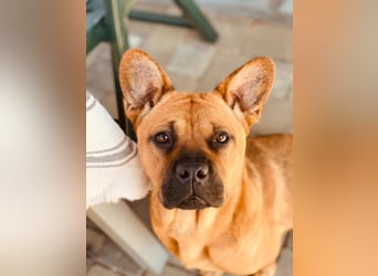 ZuHause gesucht für Jin