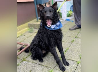 Mario eine Seele vom Hund