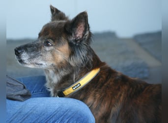 Stella