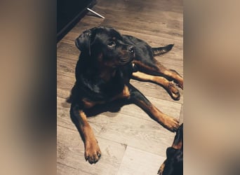 Reinrassige Rottweiler Welpen , Sportliche leistung Zucht