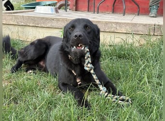Ink - aktiver, lebhafter und verspielter Labrador-Mix Rüde / z.Zt. noch in Rumänien
