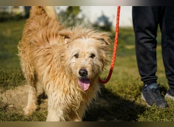 Messi, ein Hund mit viel Potential
