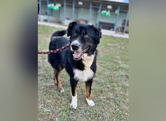 Jack (2) sucht einen Gnadenplatz