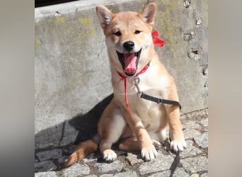 Schöne rote Shiba inu Welpen MEI, MASARU mit FCI dokumenten