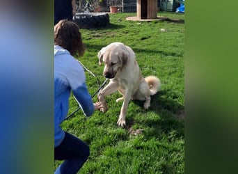 riesen Kangal Teddy (Tierschutz) wünscht sich ein Zuhause
