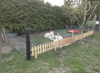 Welpen Weiße Schweizer Schäferhunde