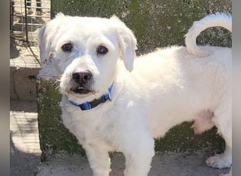 Teddy ❤️ lieb, aktiv - Malteser-Mix Rüde