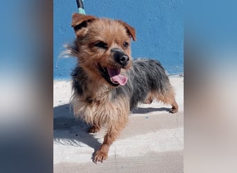 Tara, sucht mit ihrem Freund Tobby ein Zuhause