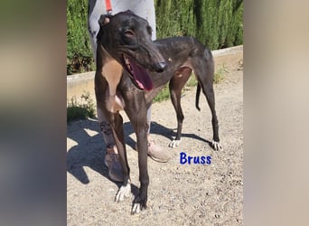 Bruss 01/2023 (ESP) -ein Traumgalgo!