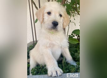 Labradoodle F1 apricot