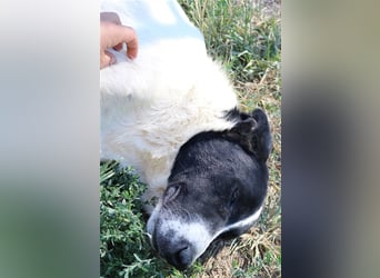 Rubin, geb. ca. 03/2019, lebt in GRIECHENLAND, im städt. Tierheim Serres