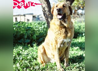 Deniz geb. 09/2020 (ESP) - treuer, aufmerksamer und gehorsamer, großer Mastín Español!