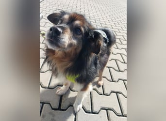 Wolfi - kleine coole Socke